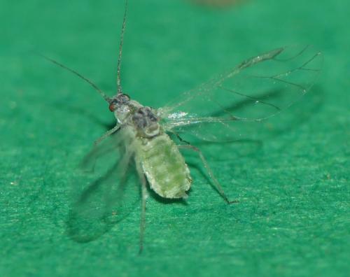 Réf. 324 479 : Hyalopterus pruni